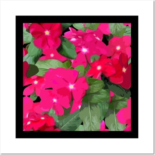 Magenta Impatiens Posters and Art